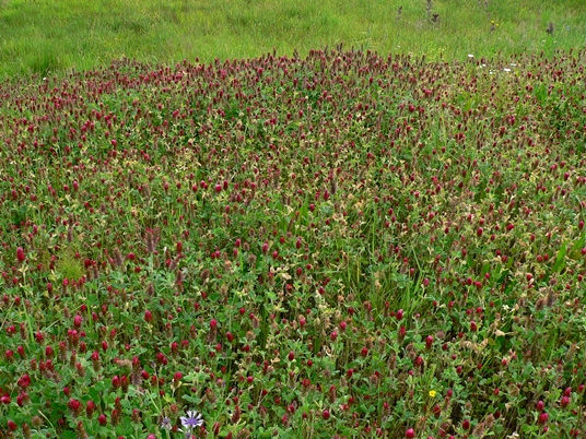 {Trifolium incarnatum}